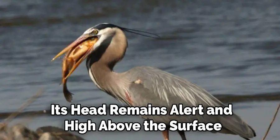 Its Head Remains Alert and
High Above the Surface