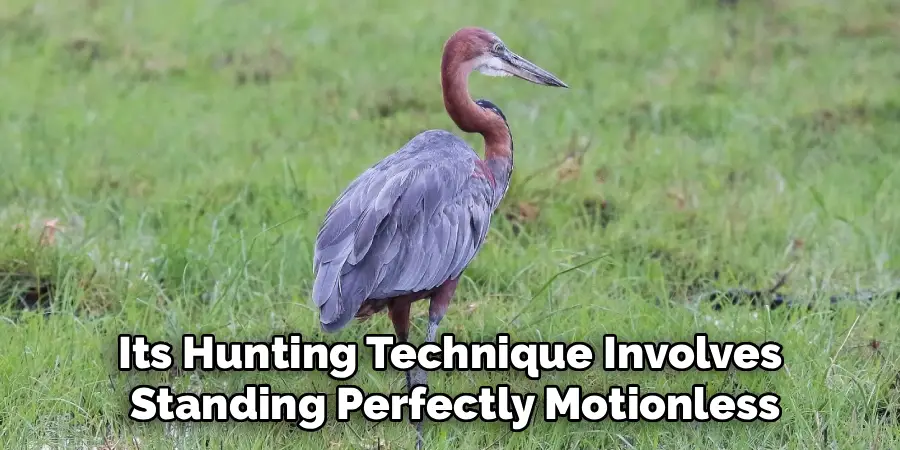 Its Hunting Technique Involves 
Standing Perfectly Motionless