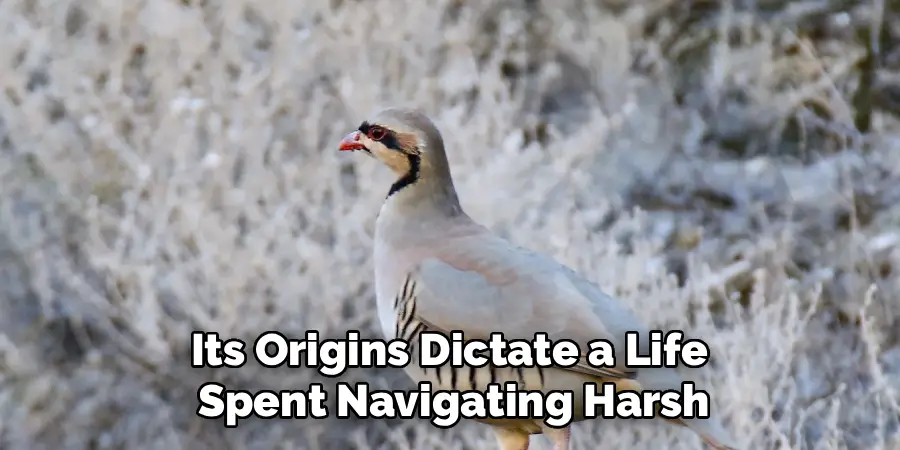 Its Origins Dictate a Life 
Spent Navigating Harsh