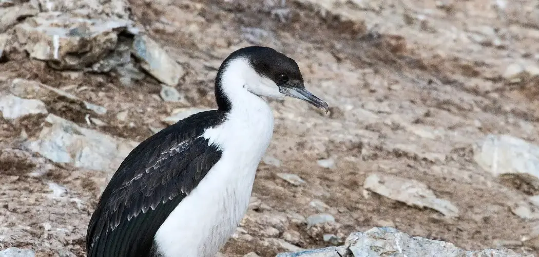 Macquarie Shag Meaning, Symbolism and Totem