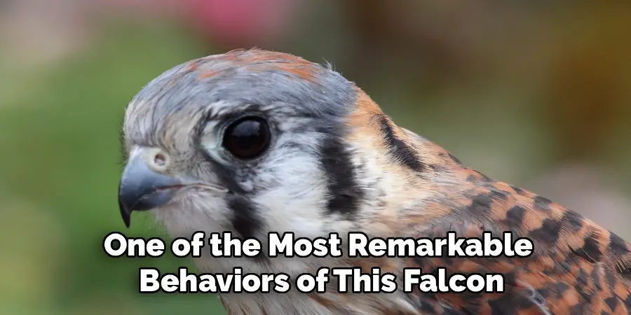 One of the most remarkable behaviors of this falcon