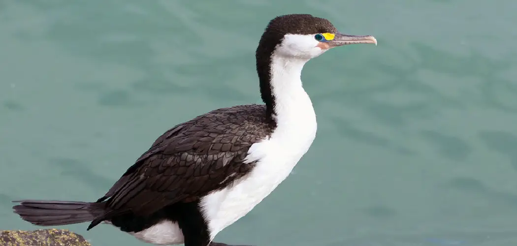 Pied Cormorant Meaning, Symbolism and Totem