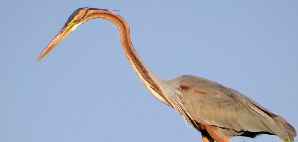 Purple Heron Spiritual Meaning, Symbolism And Totem