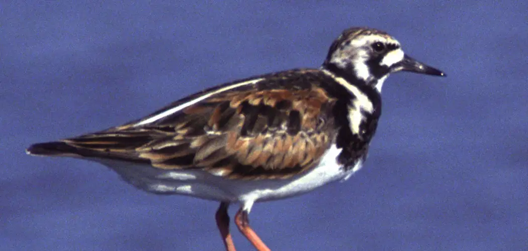 Ruddy Turnstone Meaning, Symbolism and Totem