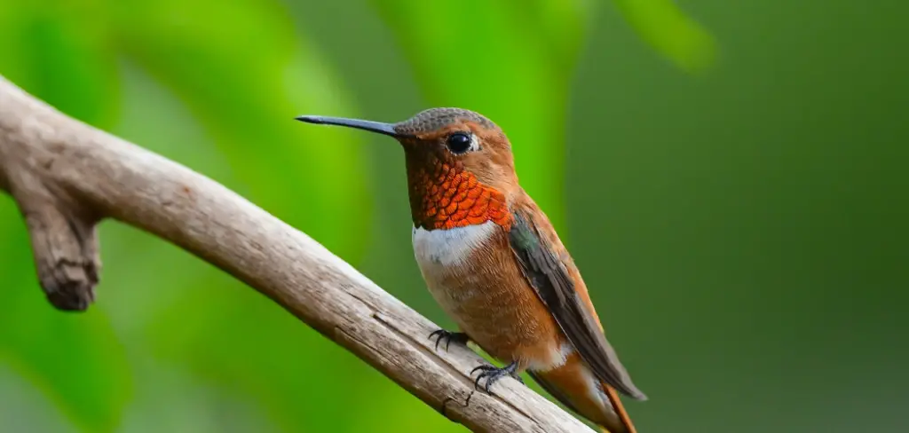 Rufous Hummingbird Meaning, Symbolism And Totem