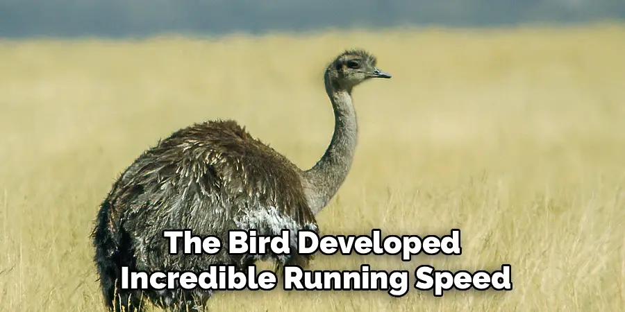 The Bird Developed
Incredible Running Speed