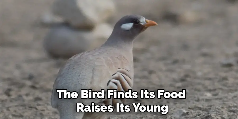 The Bird Finds Its Food
Raises Its Young