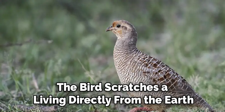 The Bird Scratches a
Living Directly From the Earth