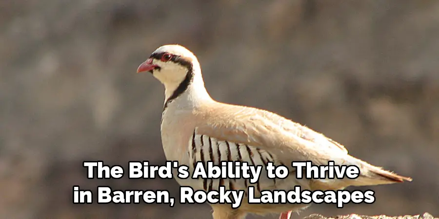 The Bird's Ability to Thrive
 in Barren, Rocky Landscapes