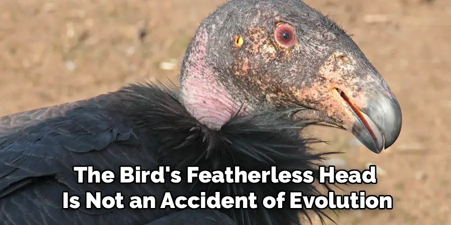 The Bird's Featherless Head 
Is Not an Accident of Evolution