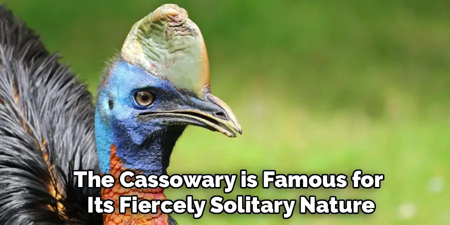 The Cassowary is Famous for
 Its Fiercely Solitary Nature
