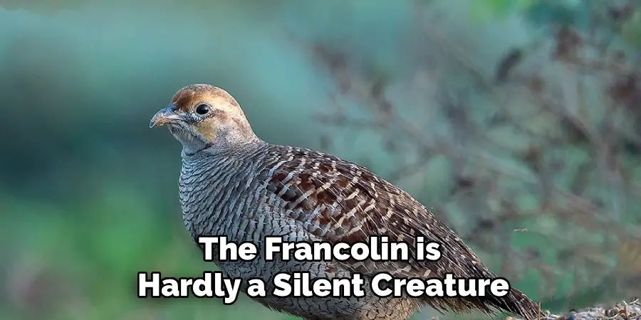 The Francolin is
Hardly a Silent Creature