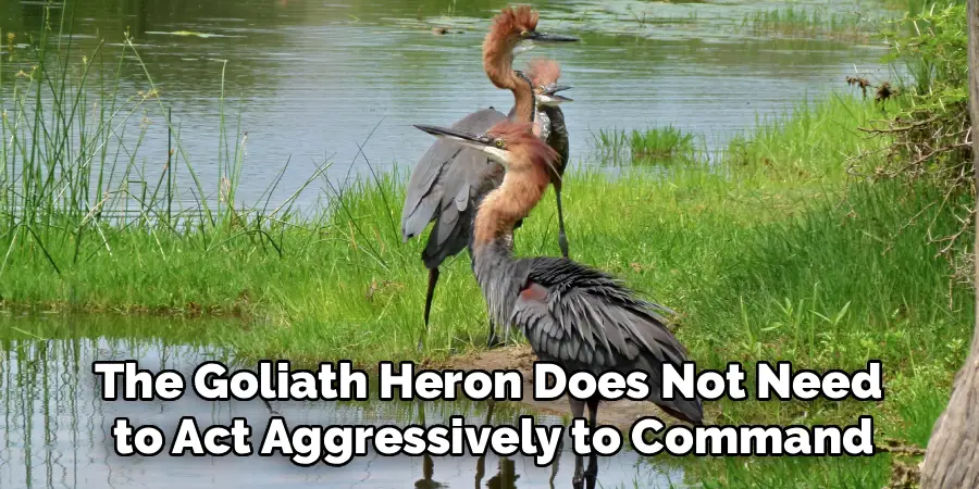 The Goliath Heron Does Not Need
to Act Aggressively to Command