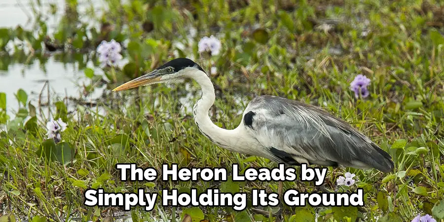 The Heron Leads by
Simply Holding Its Ground