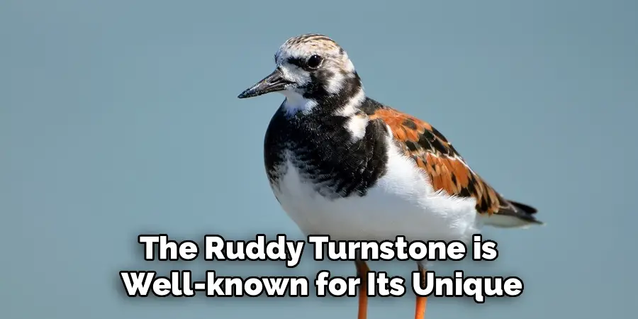 The Ruddy Turnstone is
Well-known for Its Unique