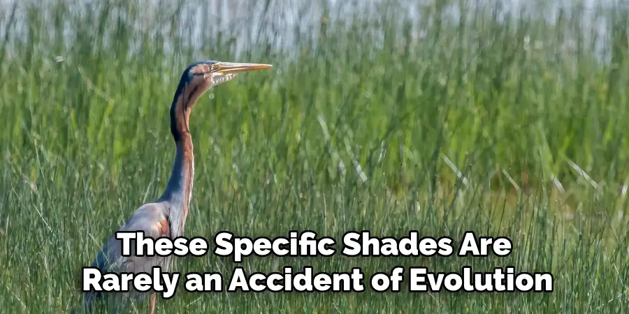 These Specific Shades Are 
Rarely an Accident of Evolution