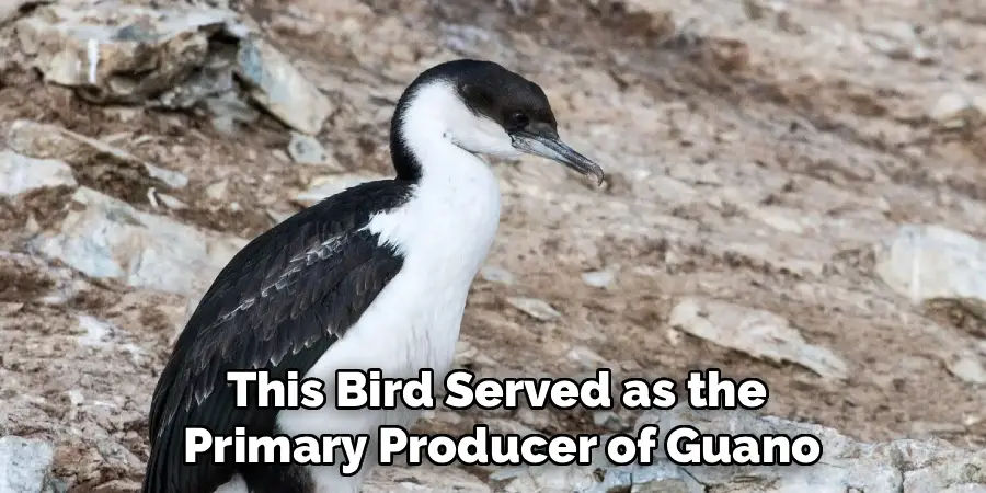 This Bird Served as the
Primary Producer of Guano