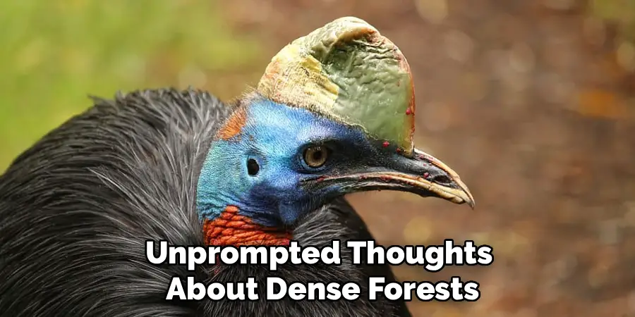 Unprompted Thoughts 
About Dense Forests
