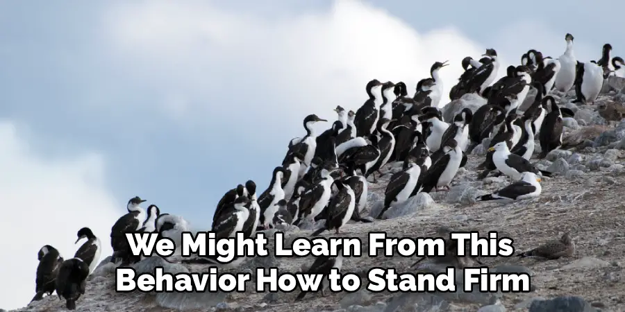 We Might Learn From This
Behavior How to Stand Firm