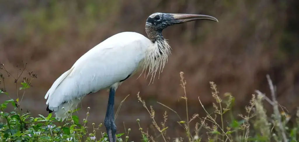 Wood Stork Meaning, Symbolism And Totem