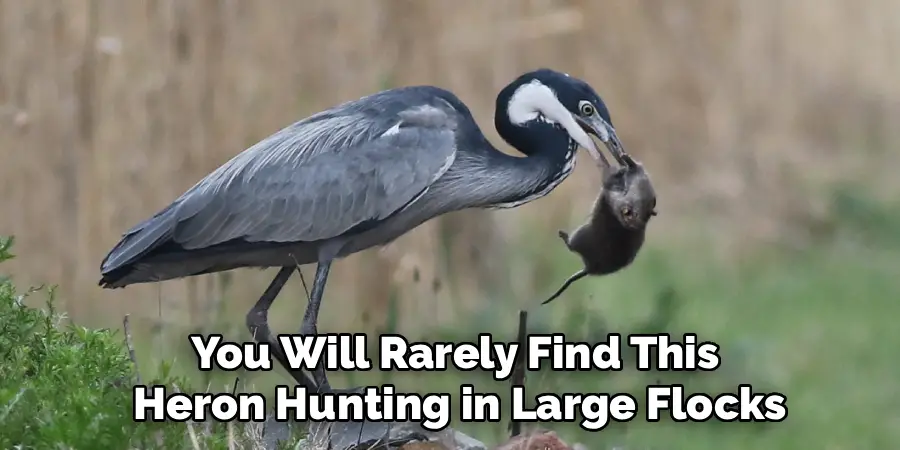 You Will Rarely Find This
Heron Hunting in Large Flocks