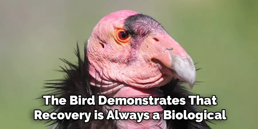  the Bird Demonstrates That 
Recovery is Always a Biological