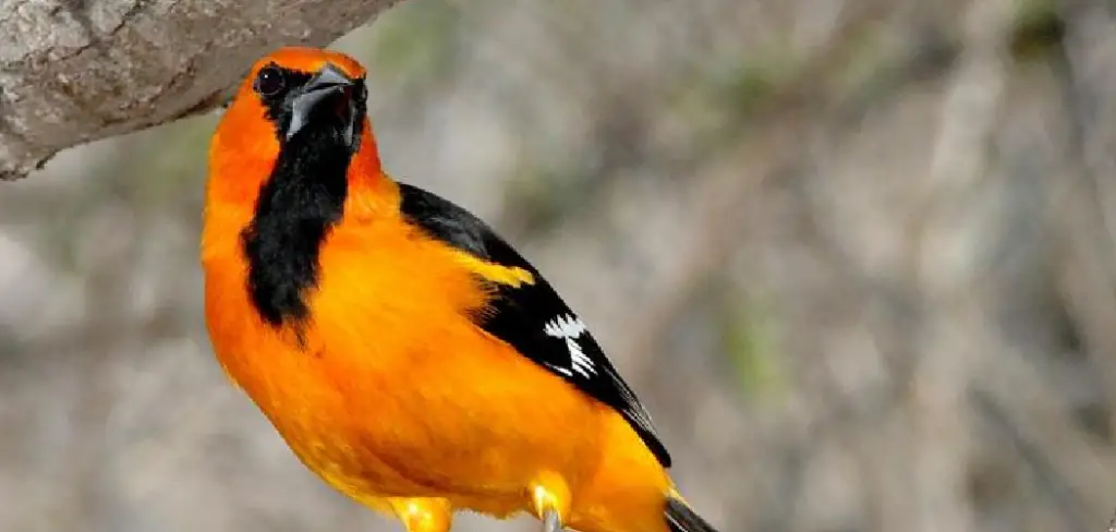 Altamira Oriole Meaning, Symbolism and Totem