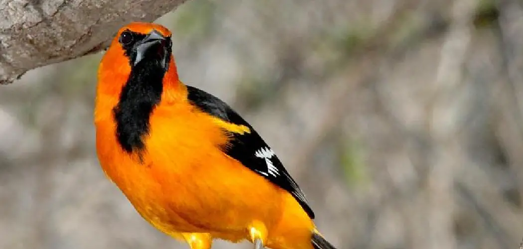 Altamira Oriole Meaning, Symbolism and Totem