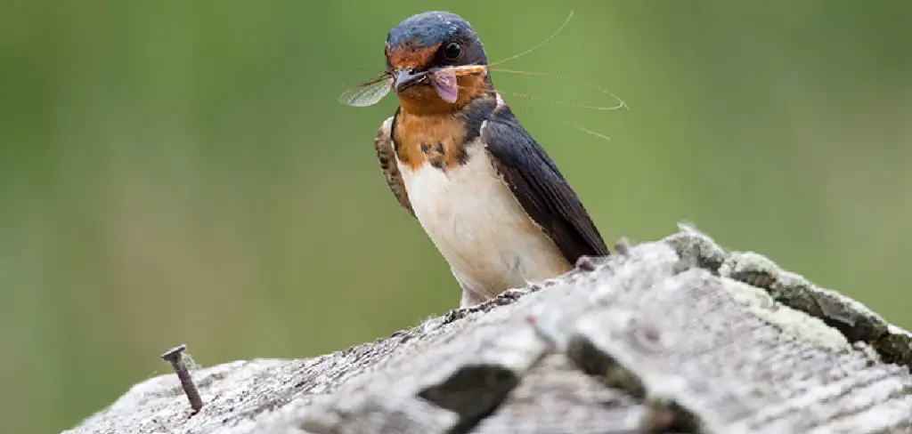 Barn Swallow Meaning, Symbolism and Totem