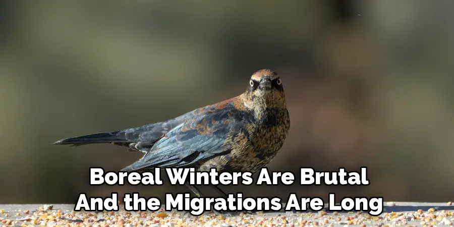 Boreal Winters Are Brutal
And the Migrations Are Long