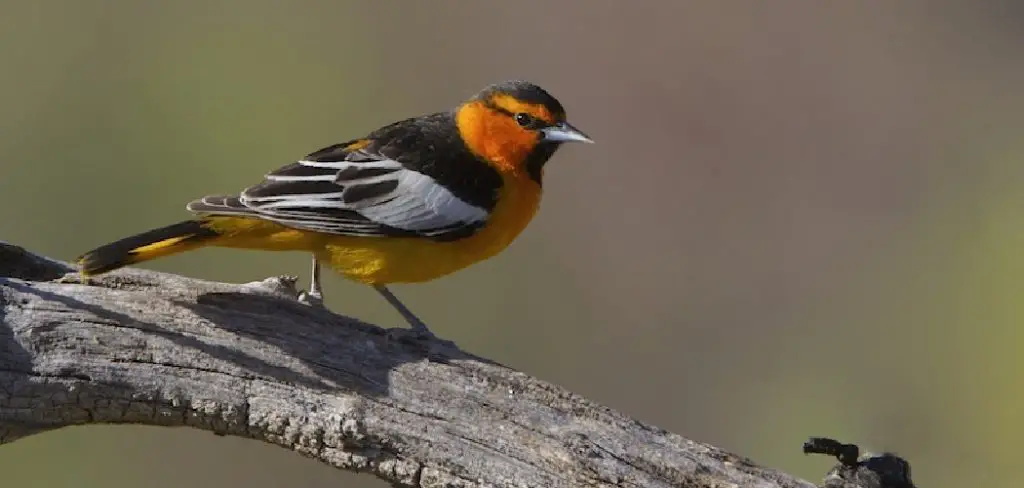 Bullock's Oriole Meaning, Symbolism and Totem