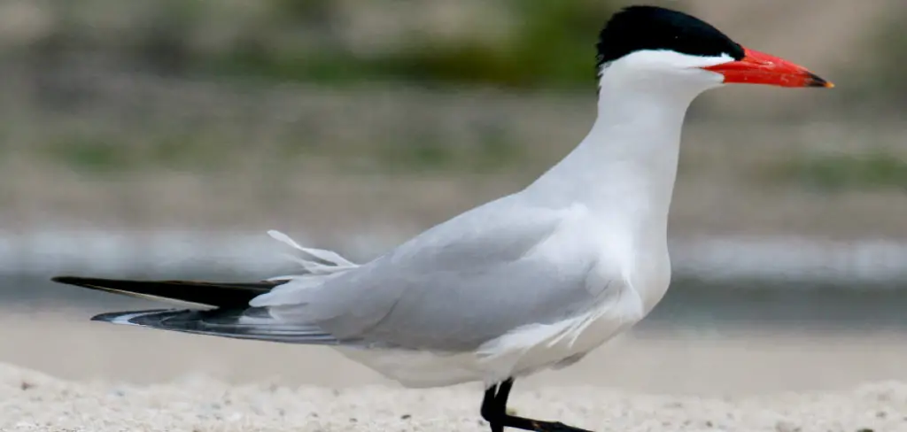 Caspian Tern Meaning, Symbolism and Totem