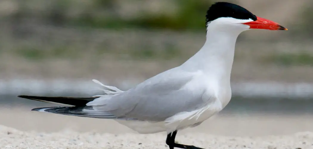 Caspian Tern Meaning, Symbolism and Totem