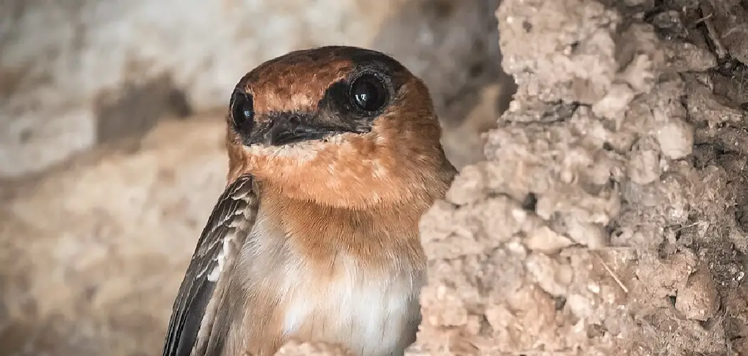 Cave Swallow Meaning, Symbolism and Totem