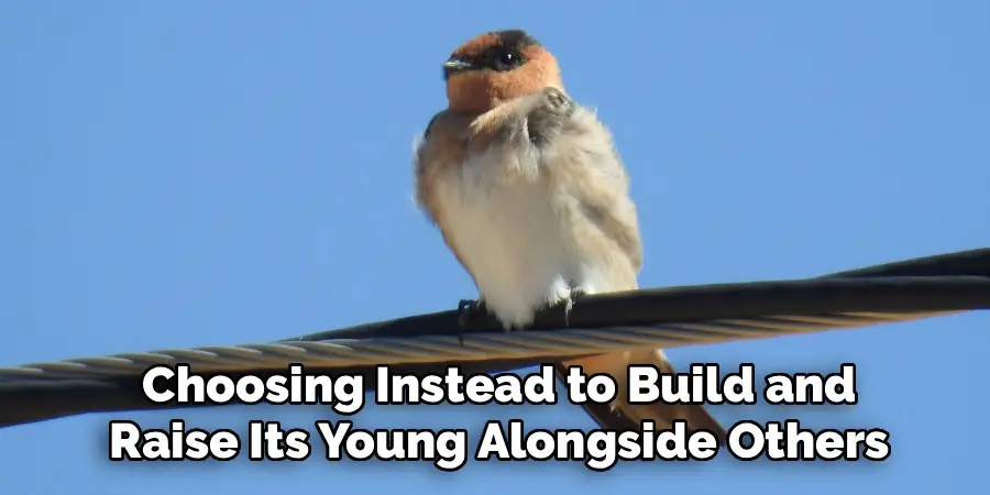  Choosing Instead to Build and 
Raise Its Young Alongside Others