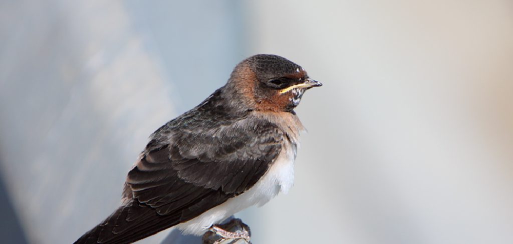 Cliff Swallow Meaning, Symbolism and Totem