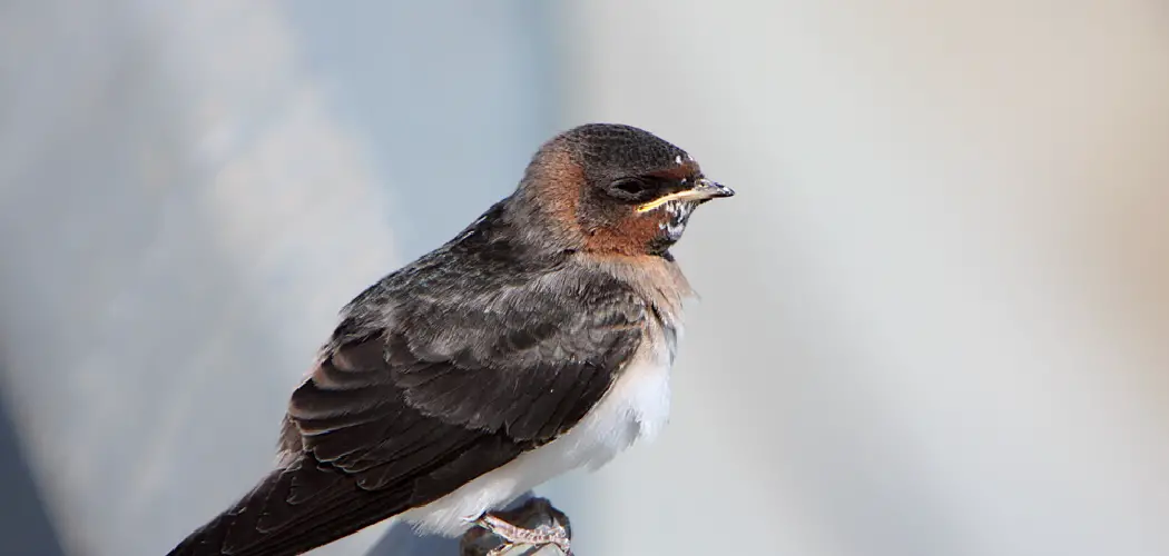 Cliff Swallow Meaning, Symbolism and Totem