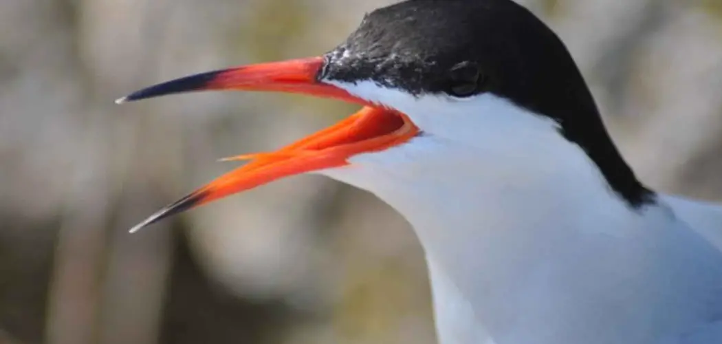 Common Tern Meaning, Symbolism and Totem