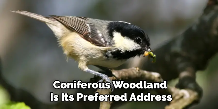 Coniferous Woodland
 is Its Preferred Address
