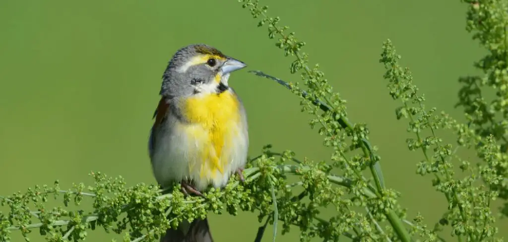 Dickcissel Meaning, Symbolism and Totem
