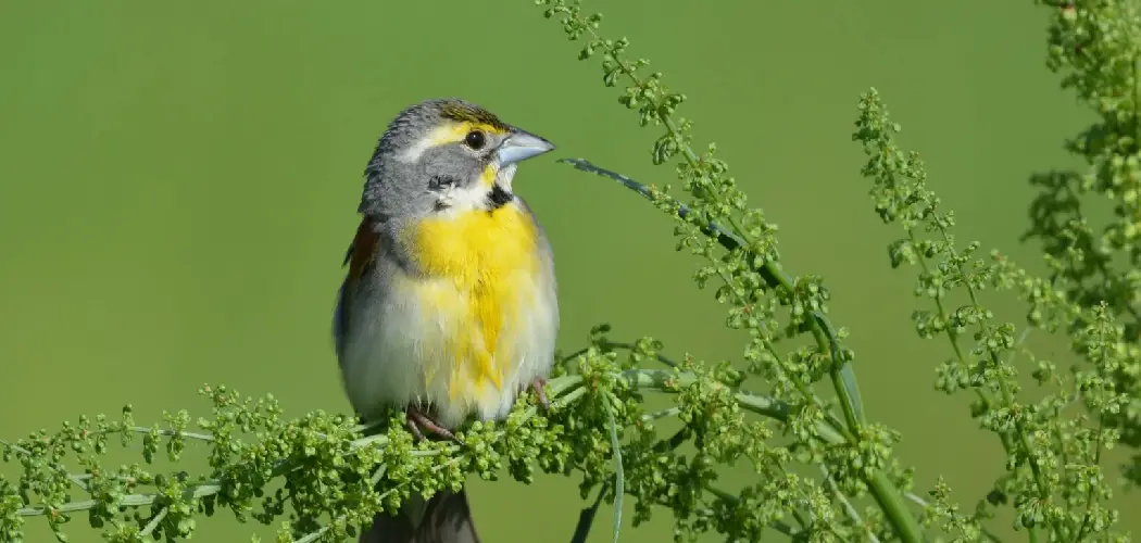 Dickcissel Meaning, Symbolism and Totem
