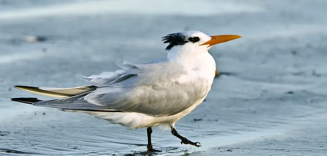 Elegant Tern Meaning, Symbolism and Totem