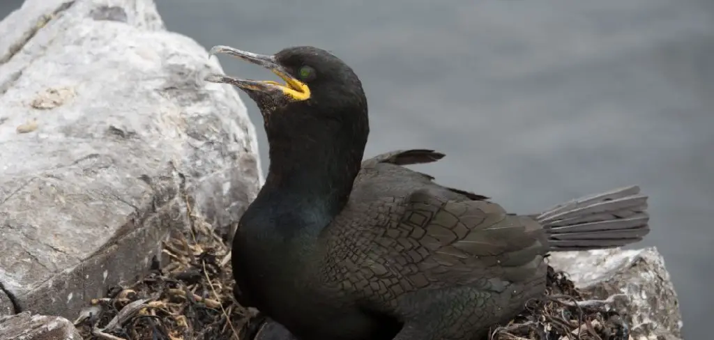 European Shag Meaning, Symbolism and Totem