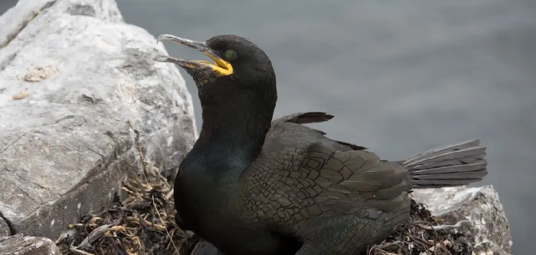 European Shag Meaning, Symbolism and Totem