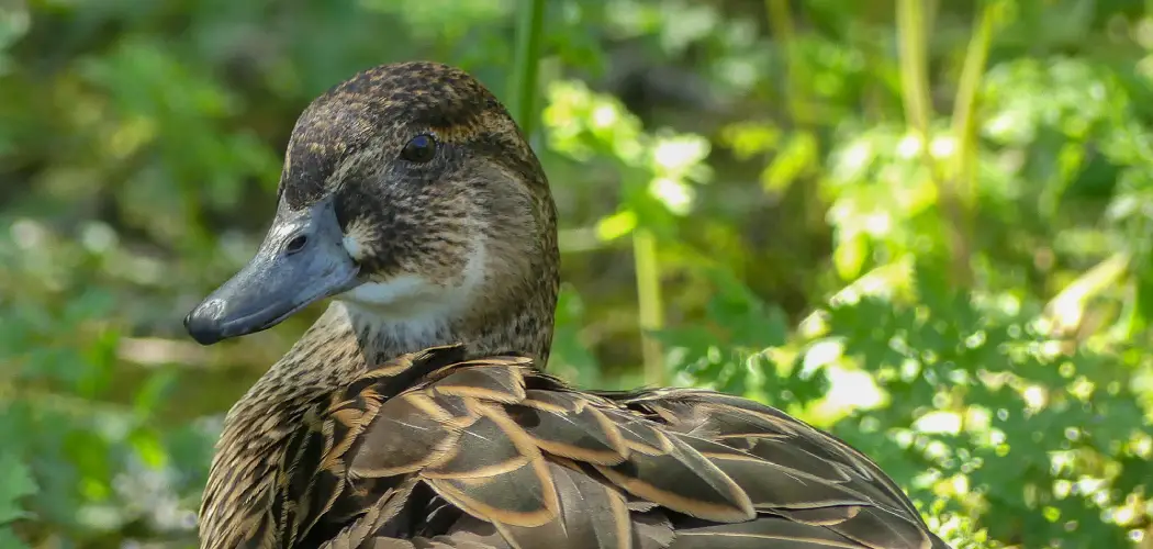 Baikal Teal Spiritual Meaning, Symbolism and Totem