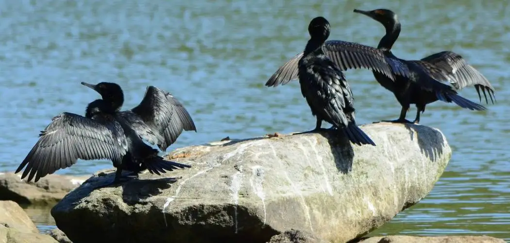 Bank Cormorant Meaning, Symbolism and Totem
