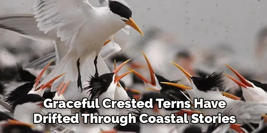Graceful Crested Terns Have
Drifted Through Coastal Stories