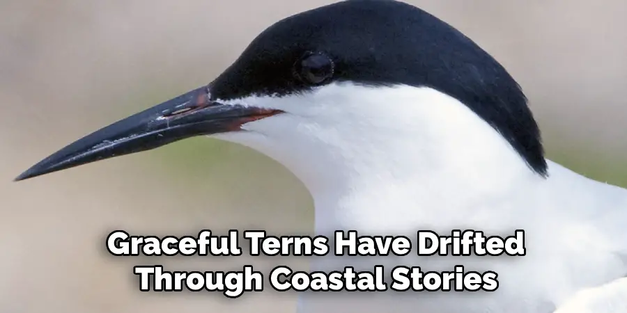 Graceful Terns Have Drifted
Through Coastal Stories
