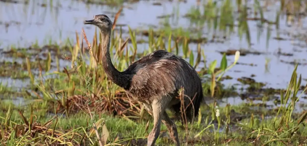 Greater Rhea Meaning, Symbolism and Totem