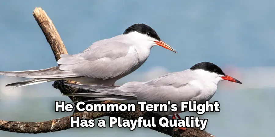 He Common Tern's Flight 
Has a Playful Quality